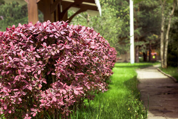Barberry bushes in Park by the path. A beautiful fence from the plant.