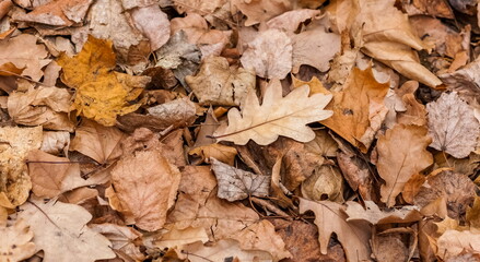 Dry leaves from trees (Linden, maple, oak) on the ground close-up in autumn