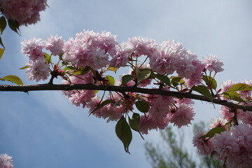 Stalks with heavy double pink flowers on branch of sakura tree against blue sky