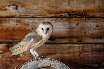 Barn owl (Tyto alba) sitting in an old barn in Gelderland in the Netherlands.