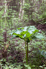 Poisonous plants Hogweed Sosnowski. Young large leaves. Toxic cow parsnip plants. Poisoning forests and fields.