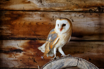 Obraz premium Barn owl (Tyto alba) sitting in an old barn in Gelderland in the Netherlands.