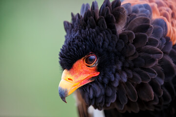 Portrait of a Bateleur Eagle (Terathopius ecaudatus) in Gelderland in the Netherlands