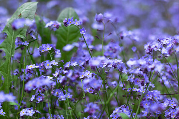 many small blue Myosotis flowers grow together side by side in the forest