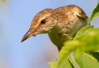 Great reed warbler, Acrocephalus arundinaceus. The bird sits in the branches of a young tree and looks out for prey, close-up