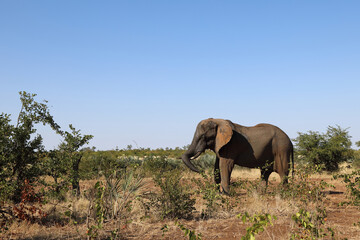 Obraz premium Afrikanischer Elefant / African elephant / Loxodonta africana