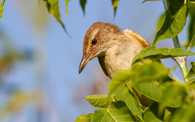 Great reed warbler, Acrocephalus arundinaceus. The bird sits in the branches of a young tree and looks out for prey, close-up