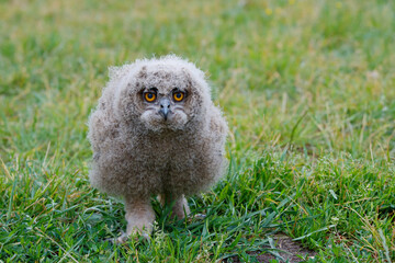 Cute juvenile European Eagle Owl (Bubo bubo) walking over a meadow in Gelderland in  the Netherlands.