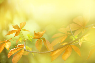 Naklejka na ściany i meble 光り輝く秋の木の葉