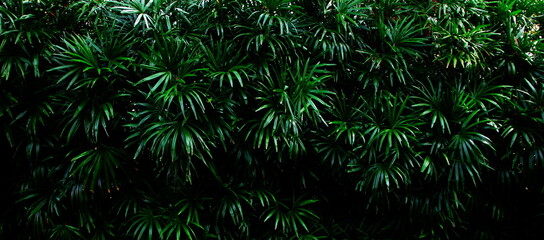 banner green leaves abstract pattern in dark green,copy space