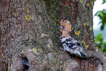 Juvenile Hoopoe (Upupa epops) in a hollow tree in the Netherlands © henk bogaard