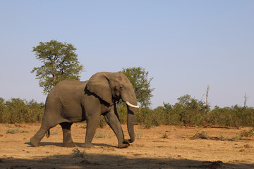 Fototapeta premium Afrikanischer Elefant / African elephant / Loxodonta africana