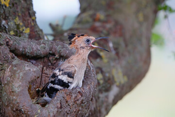 Juvenile Hoopoe (Upupa epops) in a hollow tree in the Netherlands