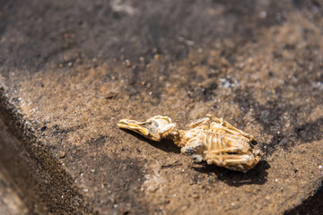The dead bird was dry, leaving only a skeleton on the cement floor.