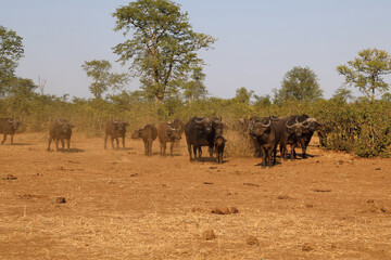 Kaffernb&uuml;ffel / Buffalo / Syncerus caffer........