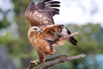 Long legged buzzard (Buteo rufinus) flying away from a branch in the Netherlands