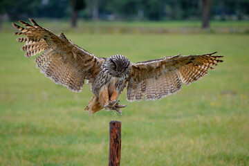 Huge European Eagle Owl (Bubo bubo) flying low over a meadow in Gelderland in  the Netherlands. 