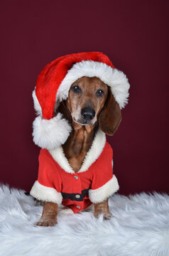 Super cute Christmas dachshund dog in a Santa's costume and hat on a dark red background in studio