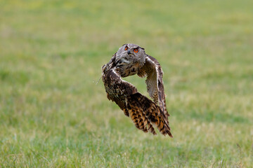 Huge European Eagle Owl (Bubo bubo) flying low over a meadow in Gelderland in  the Netherlands. 