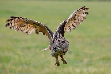 Huge European Eagle Owl (Bubo bubo) flying low over a meadow in Gelderland in  the Netherlands. 