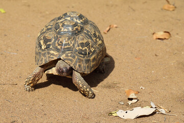 Leopardenschildkröte / Leopard tortoise / Geochelone pardalis