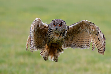 Huge European Eagle Owl (Bubo bubo) flying low over a meadow in Gelderland in  the Netherlands. 