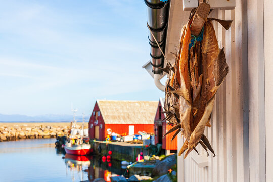 Stockfish in the fishing village Grip in Norway
