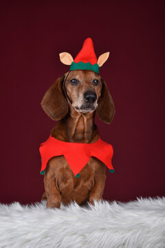 Cute Dachshund dog with elf costume on dark red background in studio