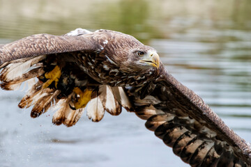 White-tailed Eagle (Haliaeetus leucocephalus) hunting for food in a pool in Gelderland in the Netherlands