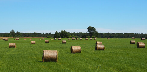Rolls of mown hay on a green field