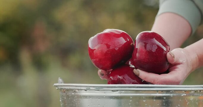 Woman washes juicy red apples over a bucket of water