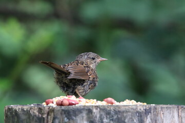 Juvenile dunnock at a woodland feeding station