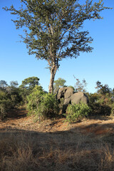 Fototapeta premium Afrikanischer Elefant / African elephant / Loxodonta africana