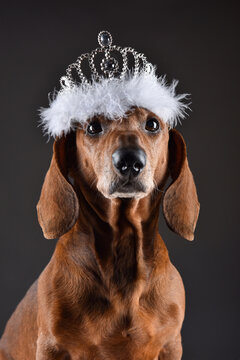 King of dogs - royal dachshund with a crown portrait on the dark gray (balck) studio background