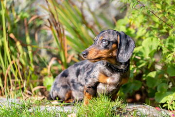 Chiot teckel arlequin dans le jardin
