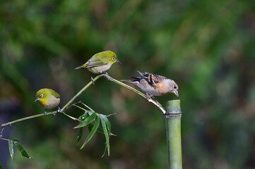Permanent resident birds in Korea.