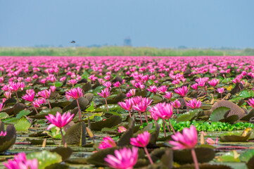 Talay Bua Daeng or Red indian water lily sea at Nong Han marsh in Kumphawapi district, Udon Thani, Thailand. The binomial name of this plant is Nymphaea pubescens Willd.