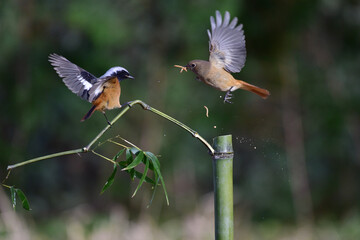 Permanent resident birds in Korea.
