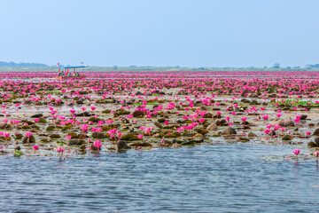 Red water lilies with tourists on boat at Nong Han marsh. Travel destination for tourism in...