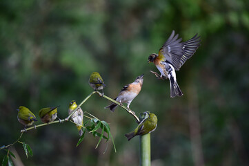 Permanent resident birds in Korea.