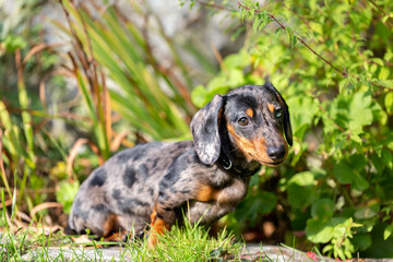 Chiot teckel arlequin dans le jardin