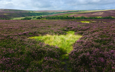 The North York Moors in bloom, Yorkshire, UK.