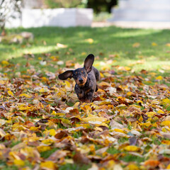 Chiot teckel arlequin qui court dans le jardin
