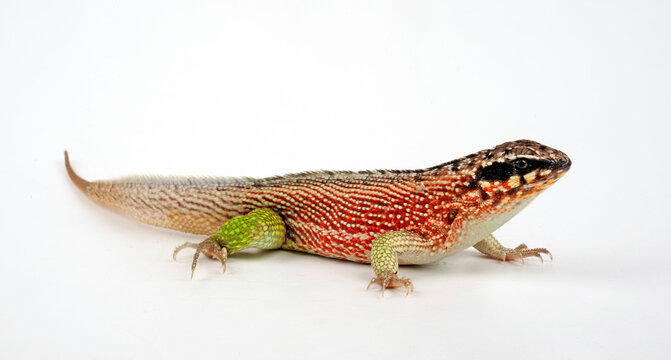 รูปภาพLeiocephalus เลือกดูภาพถ่ายสต็อก เวกเตอร์ และวิดีโอ232 Adobe