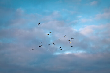 A flock of birds flying in the blue sky with white clouds.