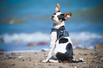 Fototapeta na wymiar Jack Russell Terrier Welpe im Porträt am Strand