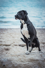 Labrador Boxer Mischling gibt Pfote und macht Tricks