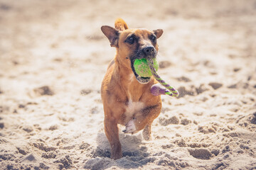 Terrier Mischling apportiert Ball