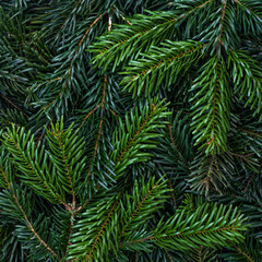 Simple Christmas background with coniferous branches of a Christmas tree