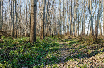 Forest on the bank of the river Danube in Petrovaradin near Novi Sad in the winter.